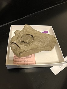 Replica of a Lemurosaurus skull.jpg
