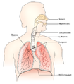 Respiratory system no.png