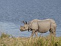 Rhino in Kaziranga TR AJTJ P1070307.jpg