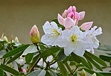 Rhododendron 3 FR 2014.jpg