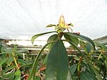 Rhododendron cubittii - Lyman Plant House, Smith College - DSC04413.JPG