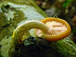 Rhodotus palmatus5gills.jpg