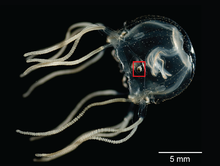 Localizzazione di un ropalio nella medusa Tripedalia cystophora.