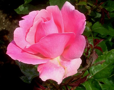 Grandiflora (rosa)