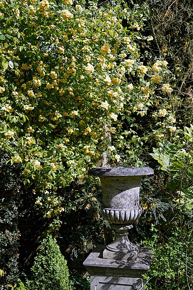 File:Rosa banksiae 'Lutea', Lady Banks' and garden vase at Myddelton House, Enfield, London 01.jpg