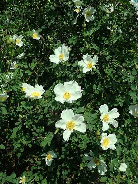 File:Rosa fedtschenkoana 2019-06-04 5458.jpg