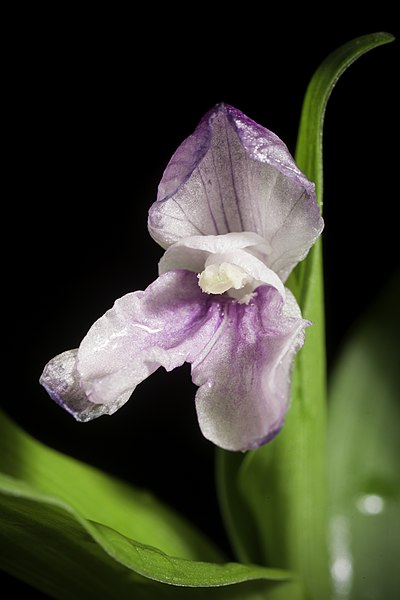 File:Roscoea alpina Royle- Ill. Bot. Himal. Mts.- 361 (1839). 20210623 192740.jpg