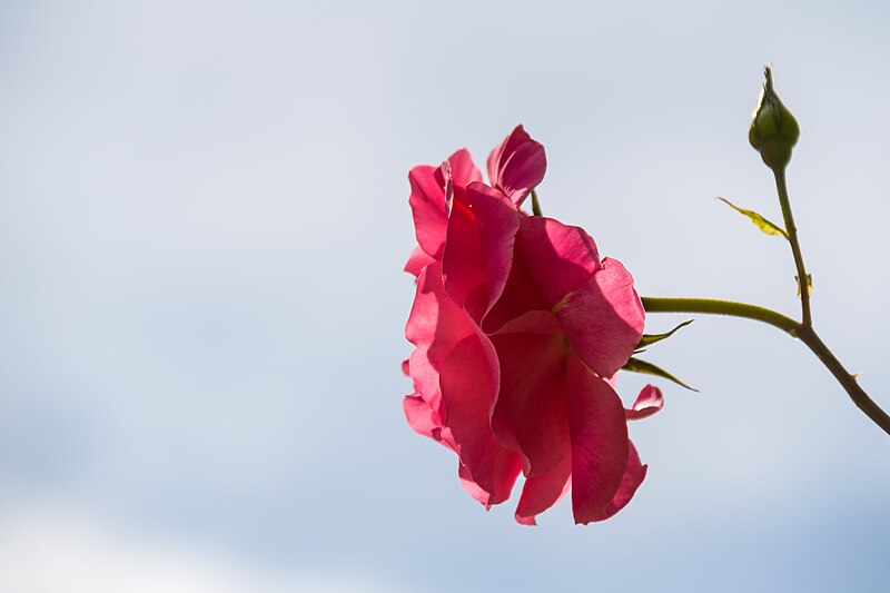 File:Rose (37345958964).jpg