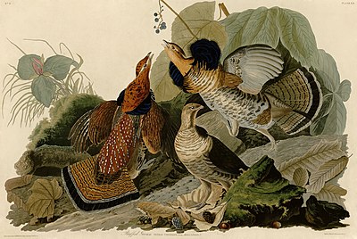 Ruffed Grouse (Audubon).jpg