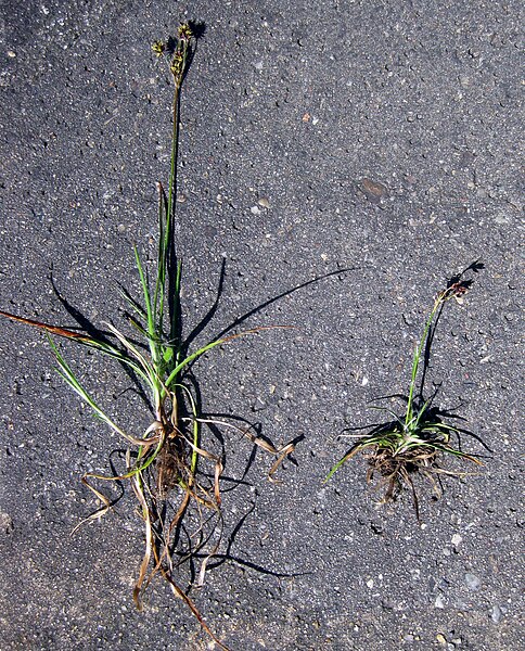 File:Ruhland, Grenzstr. 2, Feld-Hainsimse blühend am Zuweg, Frühling, 04.jpg