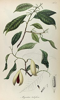 <i>Myristica tubiflora</i> Species of tree