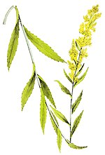 Thumbnail for Solidago stricta