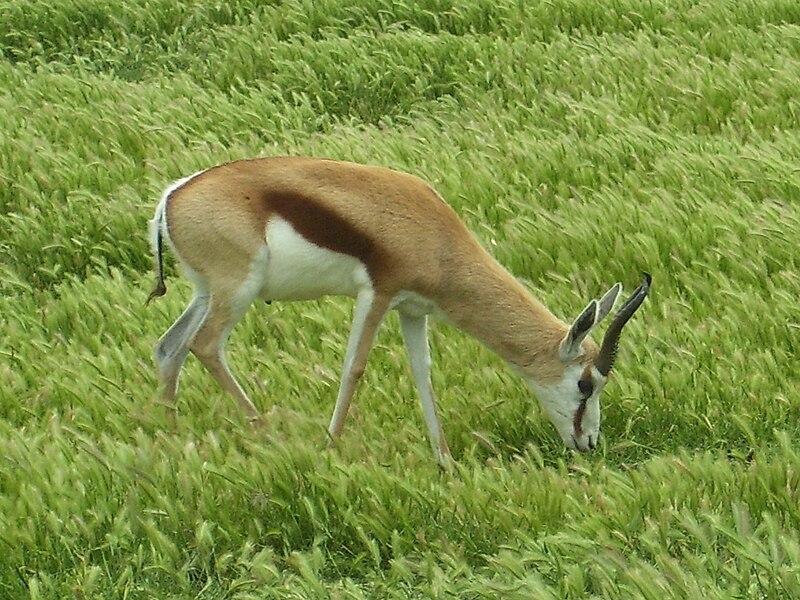 File:SPRINGBOK.jpg