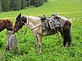 Saddled Altai horse.jpg