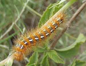 Saenura flava larva.jpg