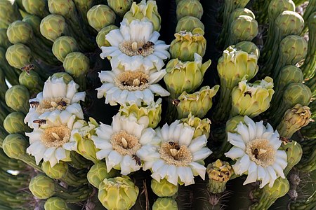 "Sahuaro_en_Floor_-_Blooming_sahuaro_cactus_4.jpg" by User:Tomascastelazo