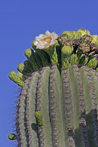 Цветущая Карнегия гигантская (Carnegiea gigantea) в пустыне Сонора (Мексика)