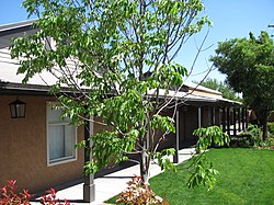 Salvador Armijo Haus, Albuquerque NM.jpg