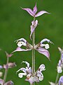 Salvia sclarea, Szałwia muszkatołowa, 2009-07-20