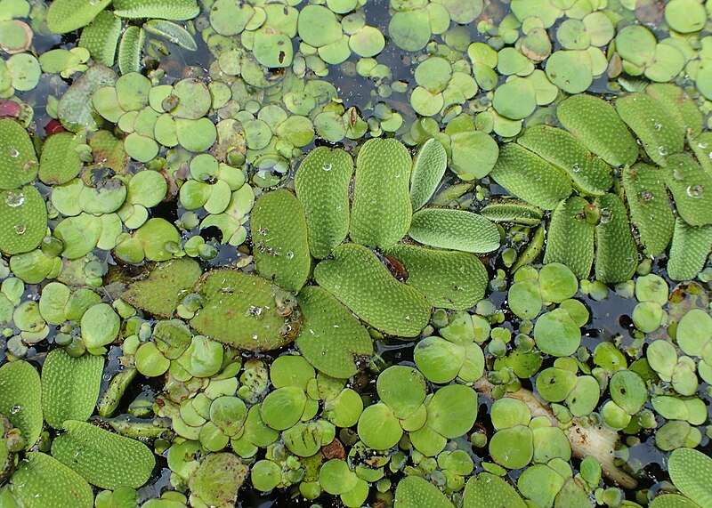 File:Salvinia natans kz20.jpg