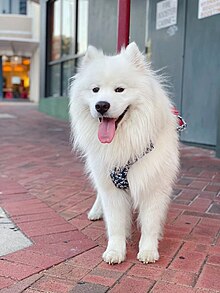 2.5 years old intact male Samoyed.