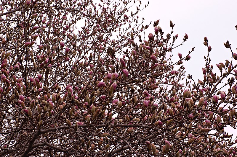 File:Saucer Magnolia x soulangeana Bud Mass.JPG