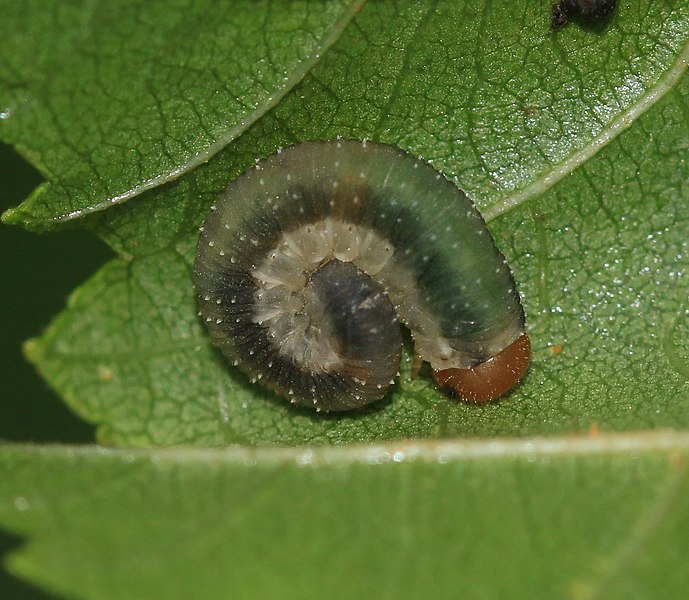 File:Sawfly larva on alder leaf - Flickr - S. Rae.jpg