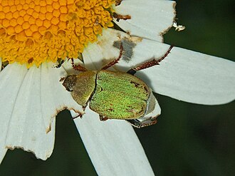 Hoplia argentea Scarabeidae - Hoplia argentea.JPG