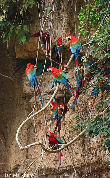 File:Scarlet Macaw - IM.jpg
