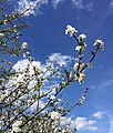 Schlehdorn-Blüte im April