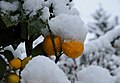 Schnee Orange, Citrus × aurantium 1.JPG