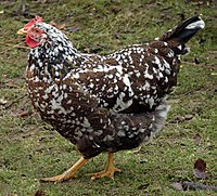 Poulet aux fleurs suédois, poule.JPG