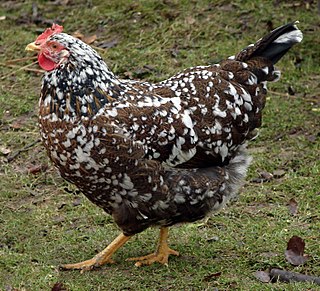 <span class="mw-page-title-main">Swedish Flower Hen</span> Swedish breed of chicken