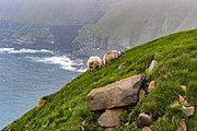 Enkele schapen nabij de rand van de afgrond