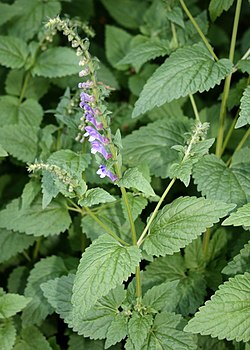 Isovuohennokka (Scutellaria altissima)