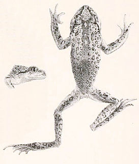 <i>Scutiger</i> (frog) Genus of amphibians