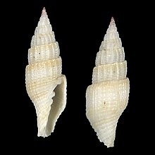 Seashell Vexillum leyteensis.jpg