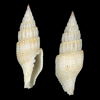 <i>Vexillum leyteensis</i> Species of gastropod