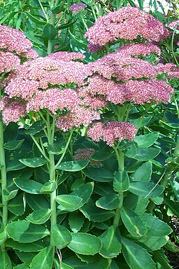 Sedum telephium 200907