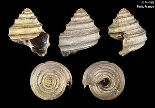 <i>Seguenzia richeri</i> Species of gastropod