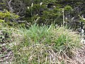 Lubikas (Sesleria caerulea)