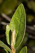 Shepherdia canadensis 5441.JPG