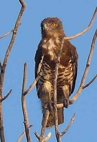 <span class="mw-page-title-main">Short-toed snake eagle</span> Species of bird