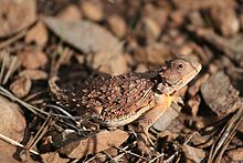 The dry skin of vertebrates such as the short-horned lizard prevents the entry of many parasites. Short Horned Lizard (4457945238).jpg