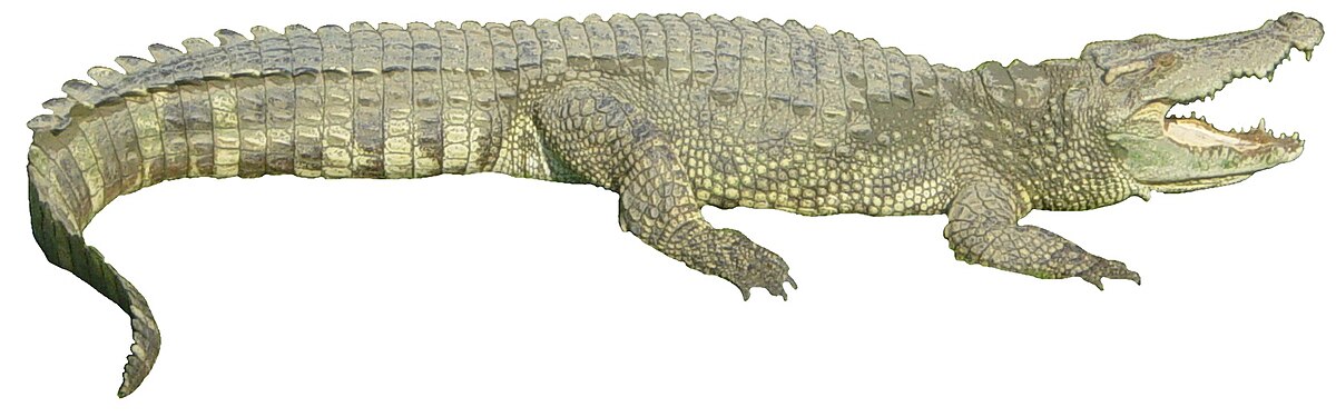 Crocodylia – Wikipédia, a enciclopédia livre