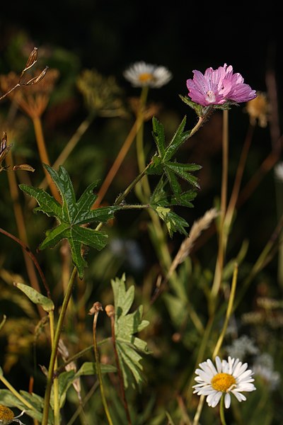 File:Sidalcea hirtipes 3599.JPG