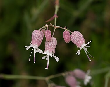 Silene vulgaris in the John Denver Sanctuary in Aspen, Colorado