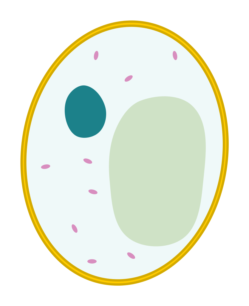 File:Simple diagram of yeast cell (blank).svg - Wikimedia ...