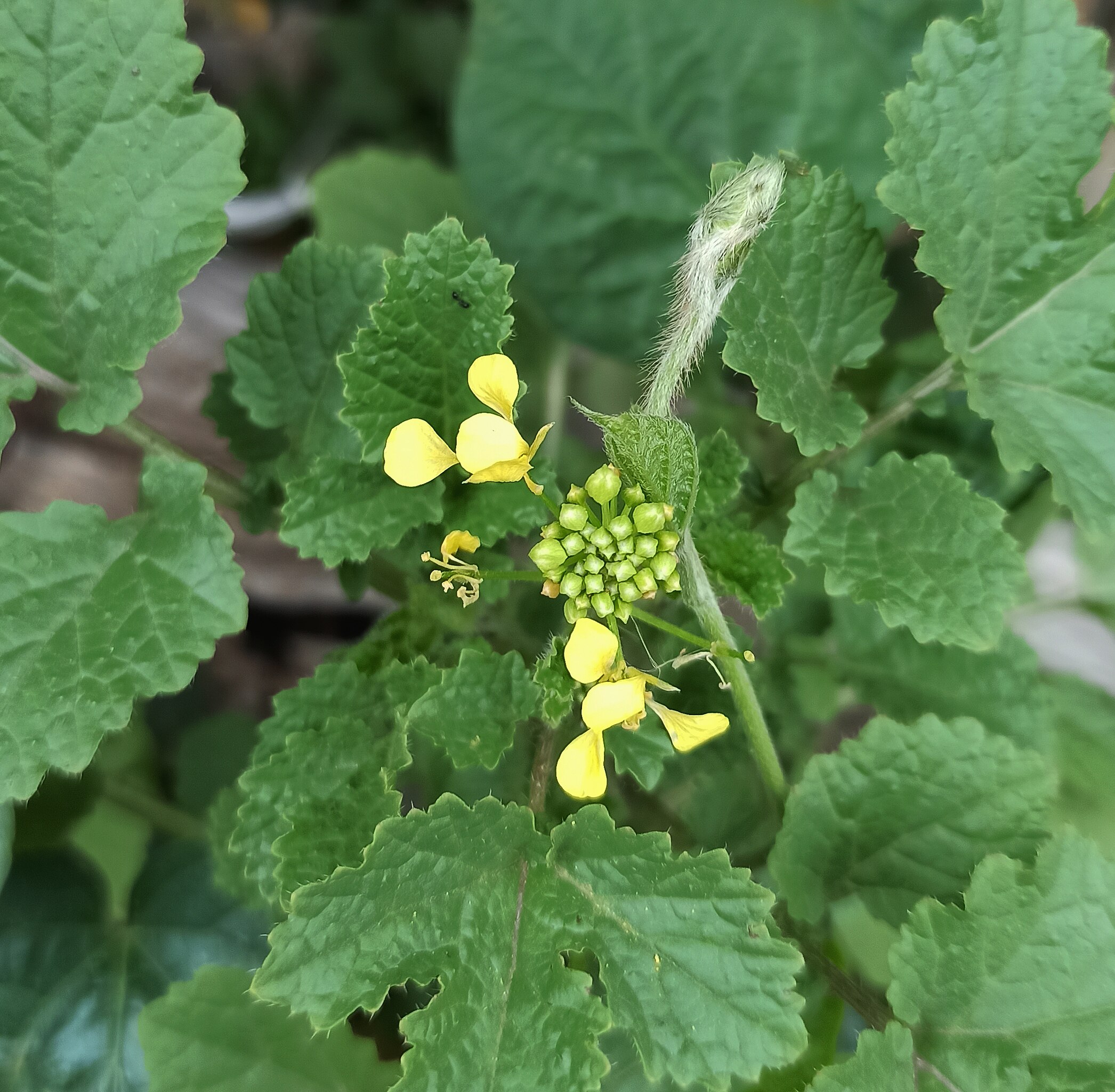 Brassicaceae - Wikipedia