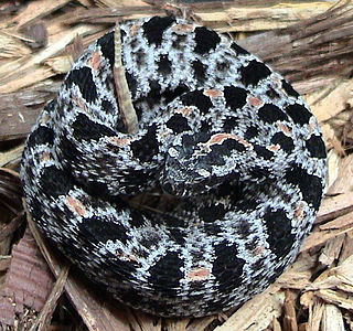 <i>Sistrurus miliarius streckeri</i> Subspecies of snake